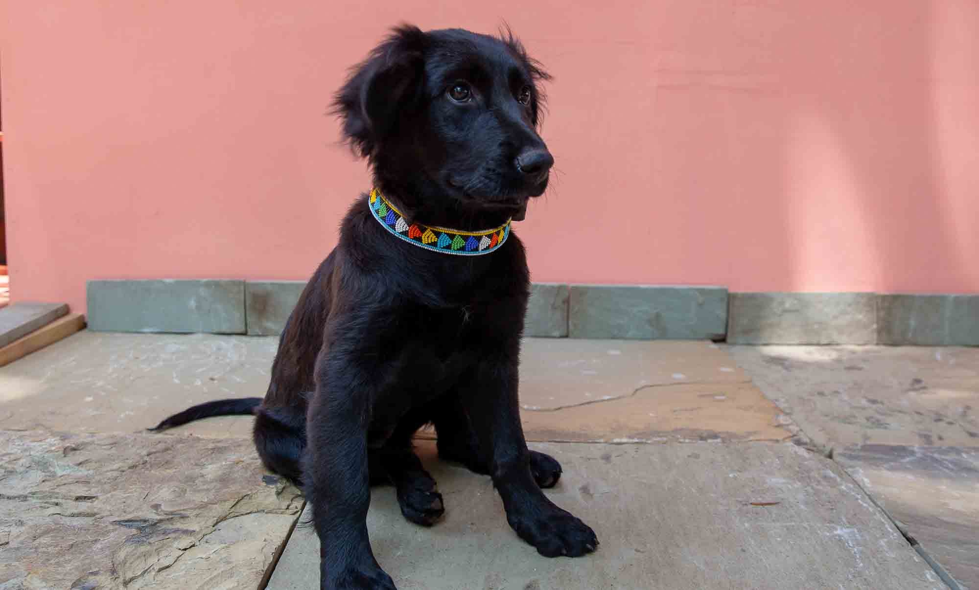 puppy wearing beaded collar
