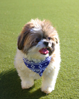 Provisions Cotton Dog Bandana