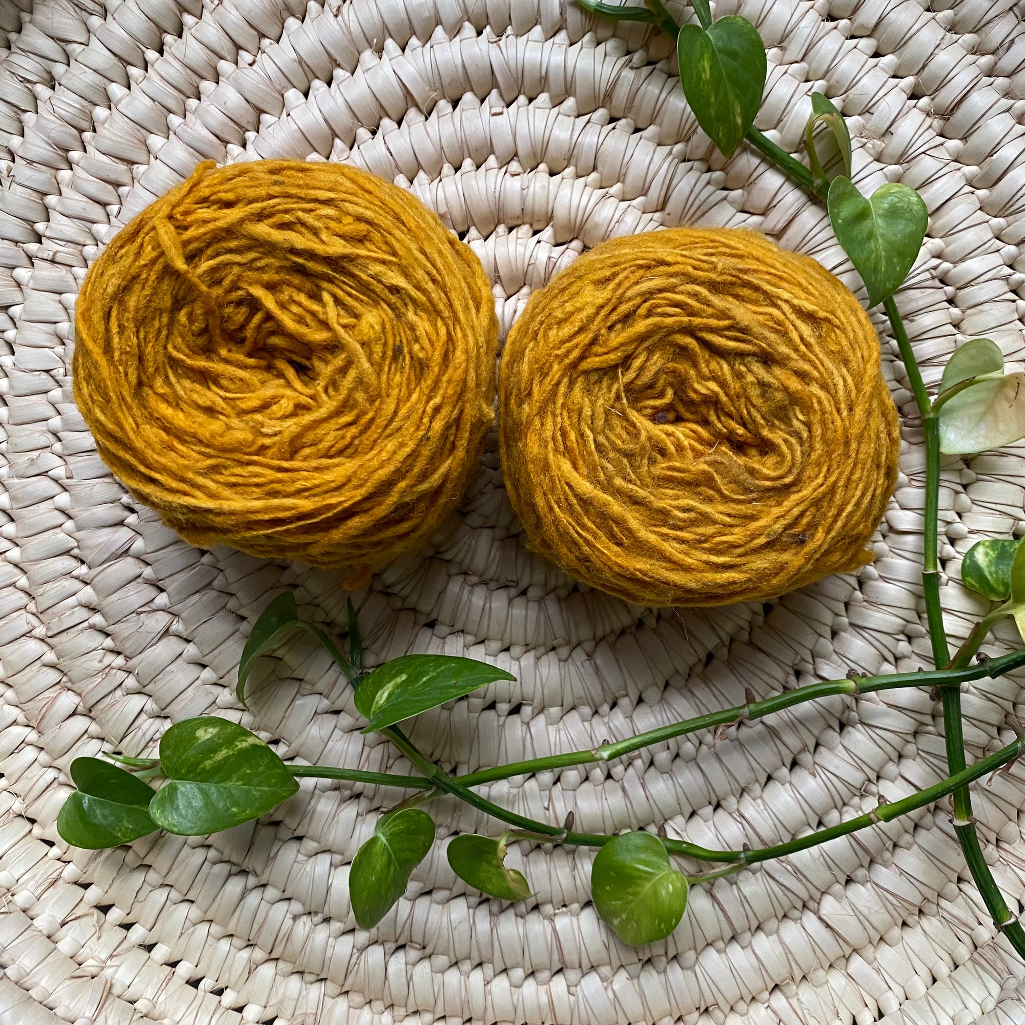 Coloured Temeric Organic Wool Beginner Knitting Kit – Zuri