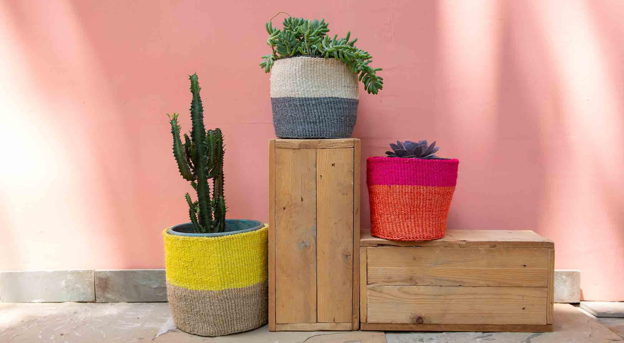 basket display with plants